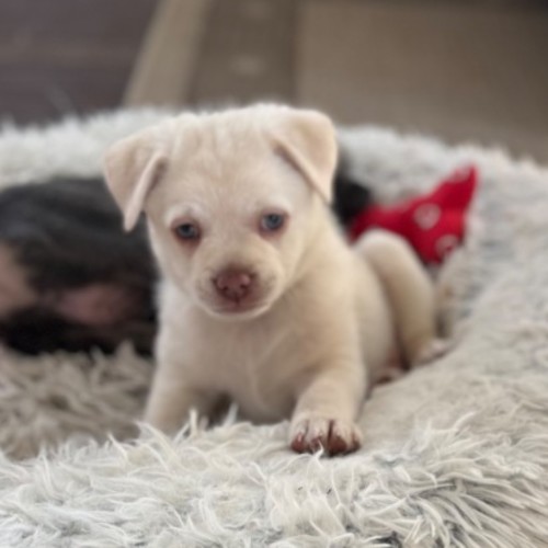 Orla  - Pomeranian x Chihuahua x Skye Terrier Dog