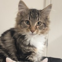 Photo of Misocat