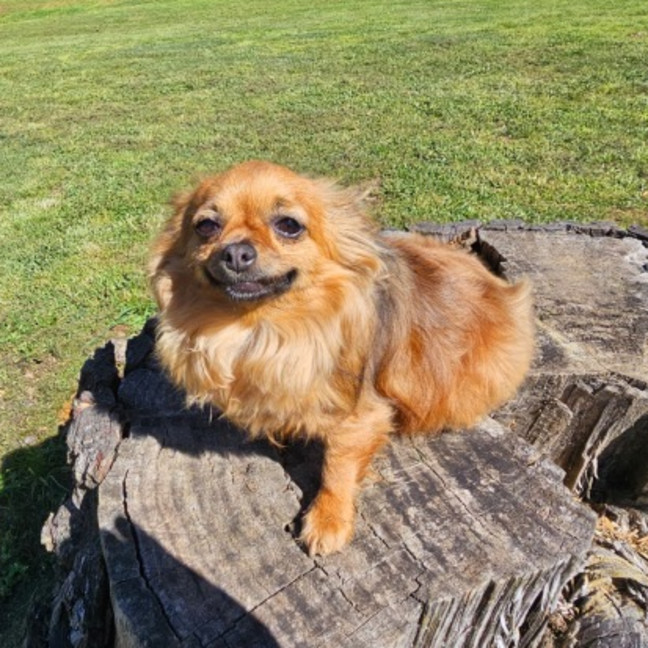 Photo of Gypsy And Marley