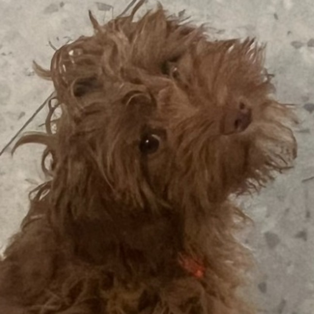Photo of Penny