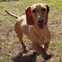Photo of Biscuit