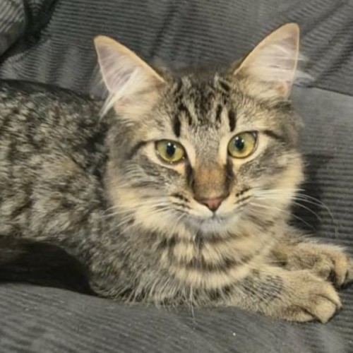 Stevo - Domestic Short Hair (DSH) Cat