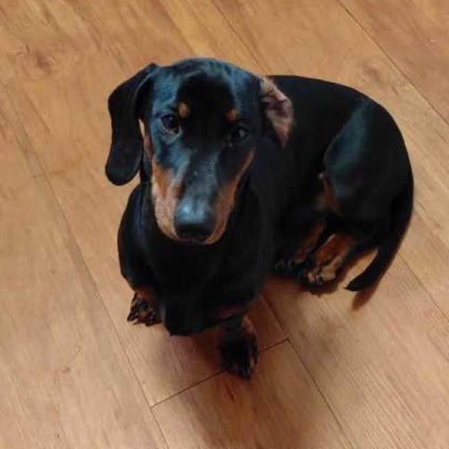 Photo of Lucky