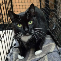 Photo of Cutiepie **2nd Chance Cat Rescue **