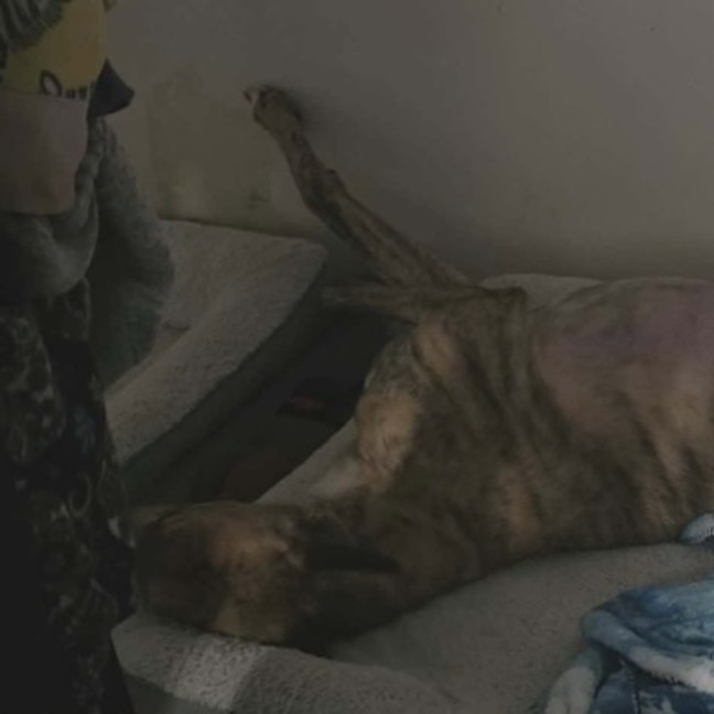 Photo of Stanley, The Greyhound