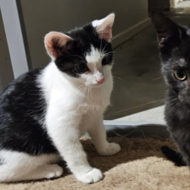 Photo of Kiah ** 2nd Chance Cat Rescue**