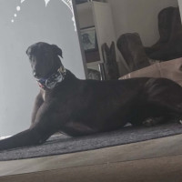 Photo of Neo, The Greyhound 