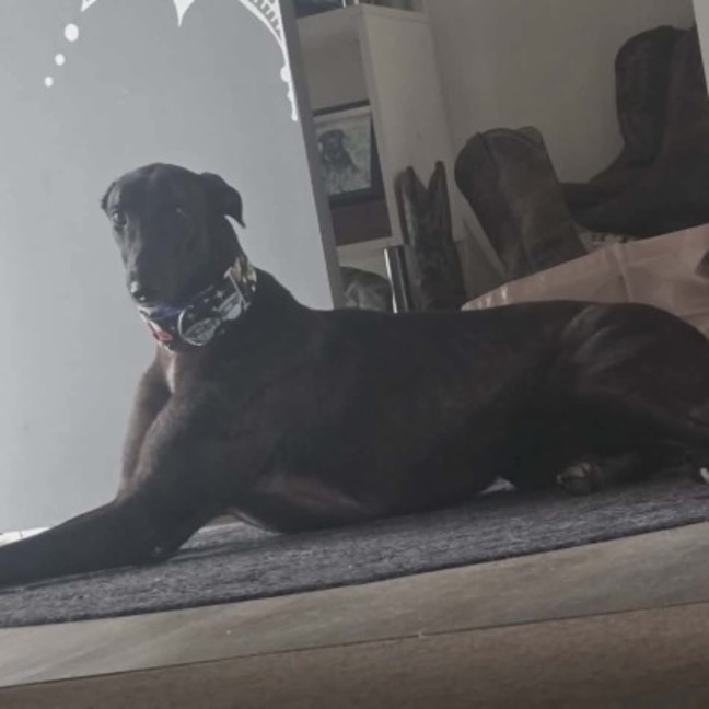 Photo of Neo, The Greyhound 