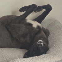 Photo of Scarlett, The Greyhound