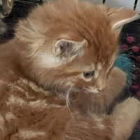 Photo of Seb ** 2nd Chance Cat Rescue**