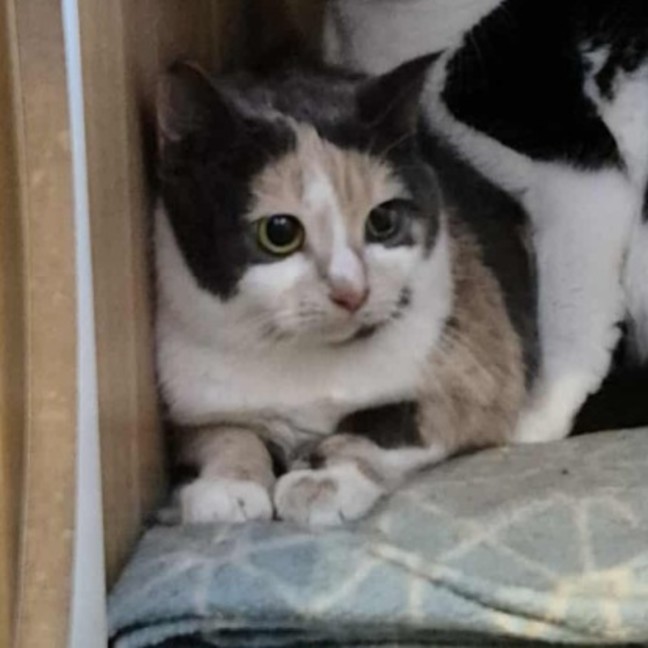 Photo of Claire **2nd Chance Cat Rescue**