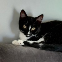 Photo of Nate ^^Dandy Cat Rescue^^