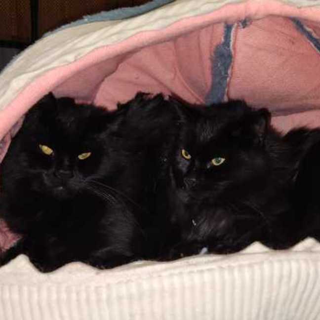 Photo of Lilo And Stitch 