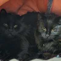 Photo of Lilo And Stitch 