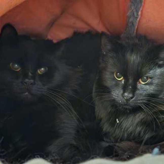 Photo of Lilo And Stitch 