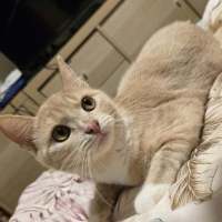 Photo of Puddles