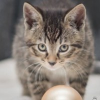 Photo of Gabriel**2nd Chance Cat Rescue**