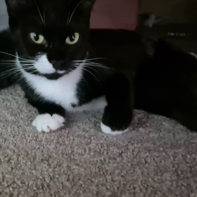 Photo of Scout