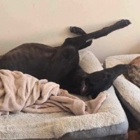 Photo of Connor, The Greyhound 