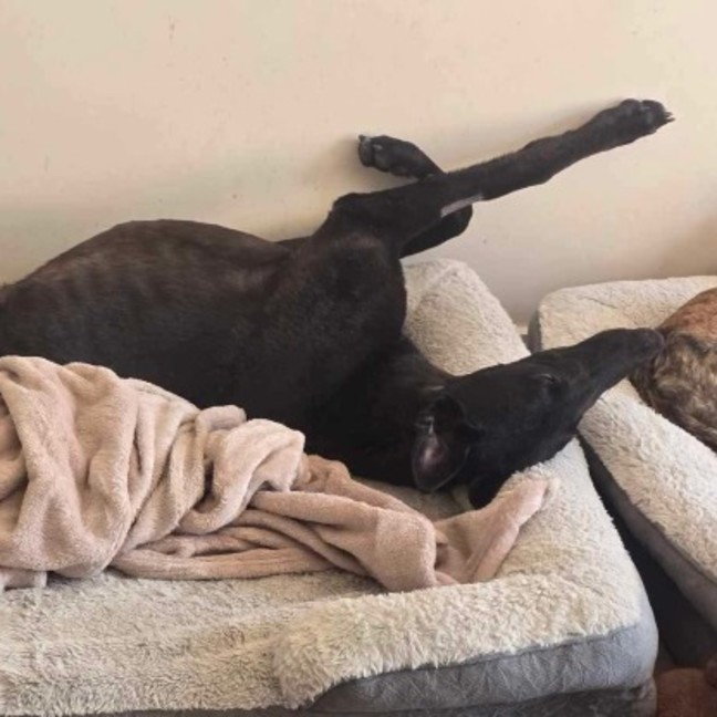 Photo of Connor, The Greyhound 