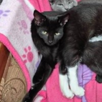 Photo of Viscount Raoul ** 2nd Chance Cat Rescue **