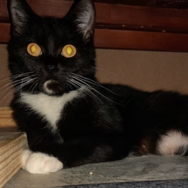 Photo of Annie