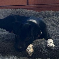 Photo of Chester