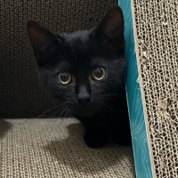 Photo of Sumi