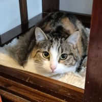 Photo of Honey Bunny ** 2nd Chance Cat Rescue **