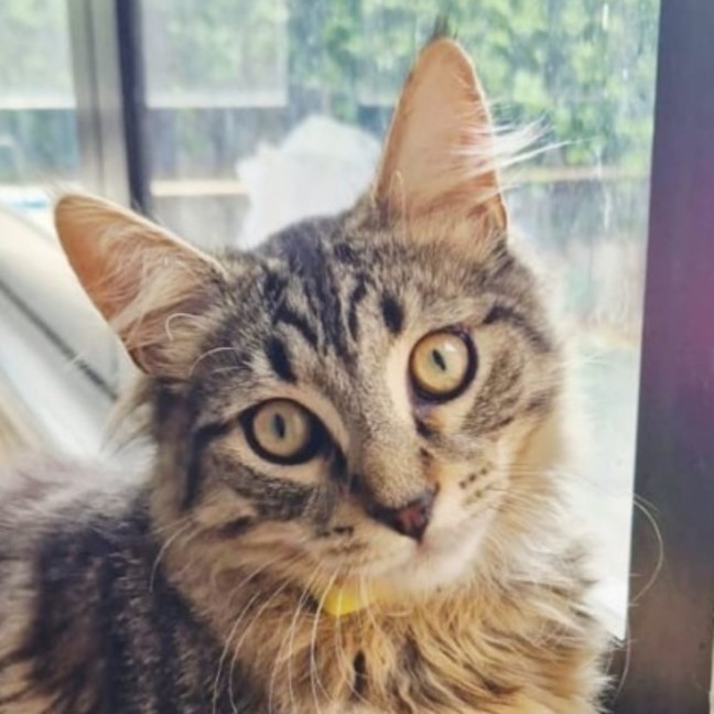 Photo of Benji
