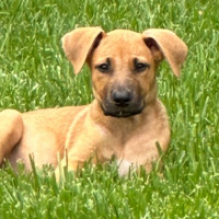 Photo of Kiki 🐶🌺🐶