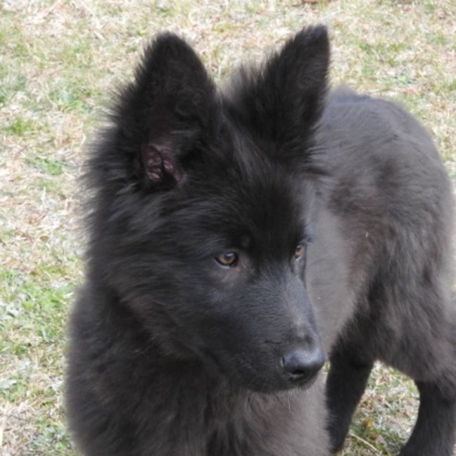 Photo of Blackie   Volk