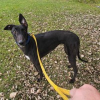 Photo of Daisy 🩷🌼