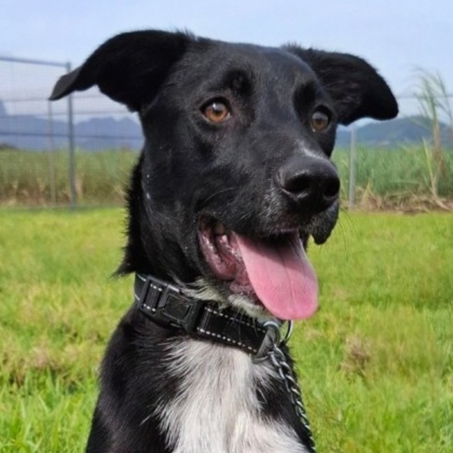 Photo of Tazzie