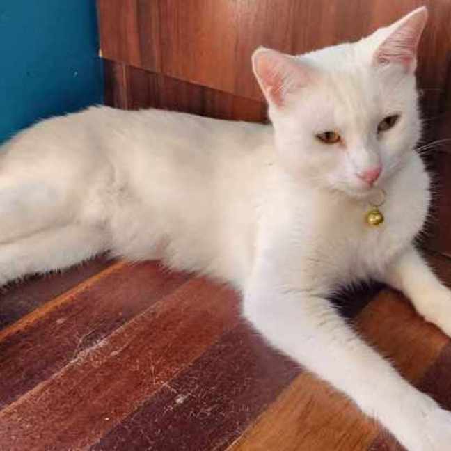 Photo of Alice