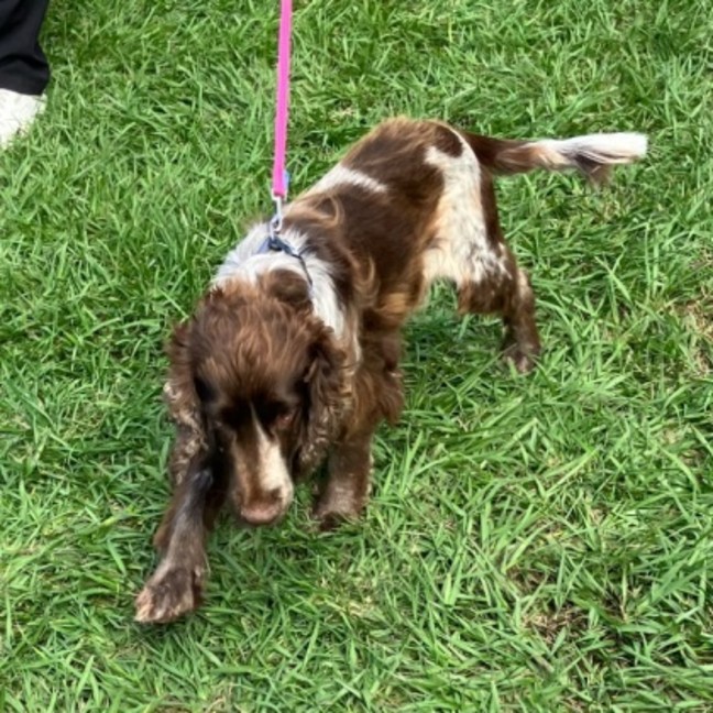 Photo of Cadbury