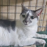 Photo of Mrs Kitty