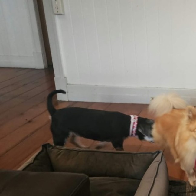 Photo of Tiny 