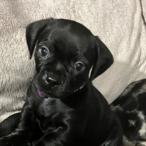 Sapphira  - Pug x Dachshund (Miniature) Dog