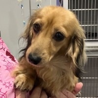 Photo of Nova