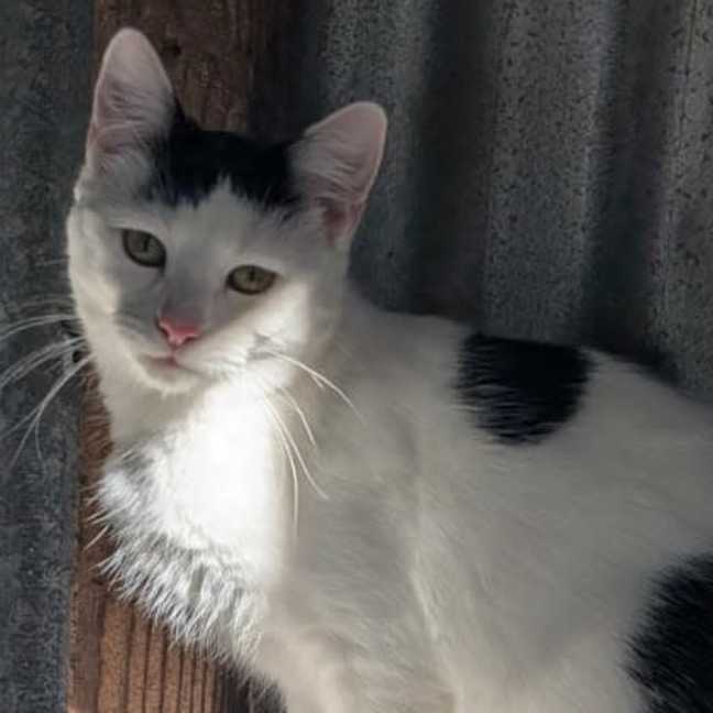 Photo of Diva