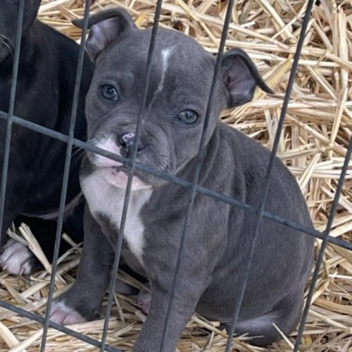 Crumpet - Staffordshire Bull Terrier Dog