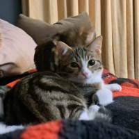 Photo of Muffin (Located In Werribee)