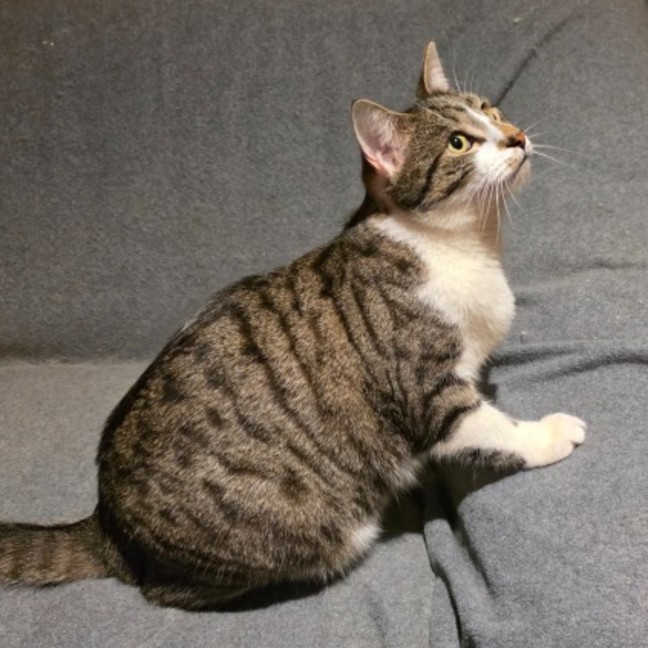 Photo of Clyde