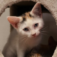 Photo of Moonage Daydream 