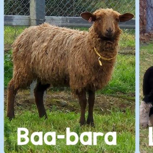 Photo of Baa Bara