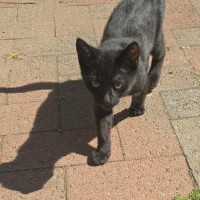 Photo of Pink Panther