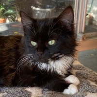 Photo of Mietta ^^Dandy Cat Rescue^^
