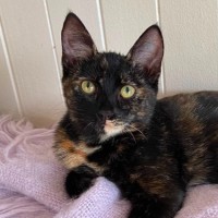 Photo of Tilly ^^Dandy Cat Rescue^^