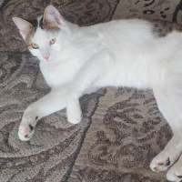 Photo of Shuno (Assisted Rehome)